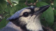 Nesting Blue Jay, Closeup Of Face, Blinking, Staring At Camera