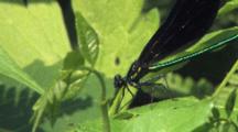 Ebony Jewelwing Damselfly, Flashing Wings, Resting On Green Leaf, Exits
