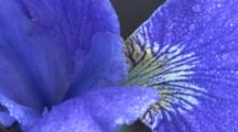 Wild Blue Flag Iris Blossom, Dew Drops On Petals, Boreal Bog Habitat