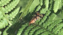 Scorpionfly On Fern Leaf, Tail Raised Above Back