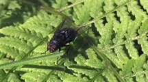Cluster Fly On Fern Leaf, Washing Forelegs, Hind Legs, Wings, Back