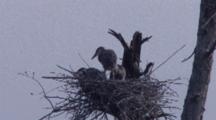 Great Blue Herons, Three Large Chicks, Grooming At Nest Site