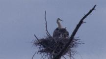 Great Blue Heron Adult With Large Chicks, Grooming, Mingling In Nest