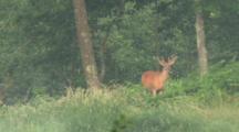 White-Tailed Deer, Buck With Velvet Antlers, Browsing, Raises Head