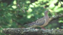 Tree Branch, Mourning Dove Enters, Bringing Material To Other Bird On Nest
