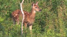 White-tailed Deer Fawn, Hiding,Watching Surroundings, Begins Browsing