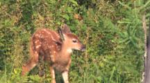 White-tailed Deer Fawn, Browsing, Bothered By Insects, Shaking Head, Moves Off Under Brush