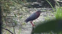 Green Heron Along Log In Marsh, Wipes Beak With Tongue, Exits