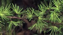 Tamarack Needles, Spring Green, Many Clusters Growing From Main Trunk, Boreal Forest