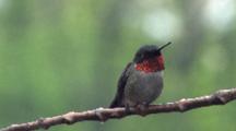 Male Ruby-Throated Hummingbird, Watching, Exits