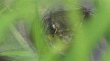 Green Frog Hiding In Pond, Eye Visible