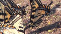 Eastern Tiger Swallowtail Butterfly, Part Of Congregation In Wet Sand