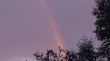 Rainbow Against Dark Storm Clouds, Deciduous Trees, Bird Flies Through Frame