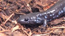 Blue Spotted Newt, Cu Side Of Head, Front Side