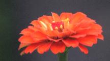 Bright Orange Zinnia Flower