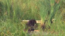 Young Beaver Grooming
