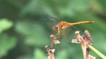 Dragonfly, Yellow-Legged Meadowhawk, On Stem, Watching Flies Pass