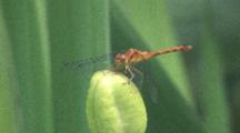 Dragonfly, Yellow-Legged Meadowhawk, Perched On Flower Seed Pod
