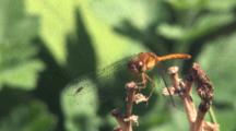 Dragonfly, Yellow-Legged Meadowhawk, On Stem, Facing Camera, Moves Head