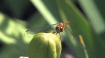 Dragonfly, Yellow-Legged Meadowhawk On Seed Pod, Moving Head, Facing Camera