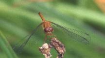Dragonfly, Yellow-Legged Meadowhawk Facing Camera On Twig