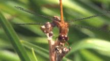 Dragonfly, Yellow-Legged Meadowhawk Exits And Returns Twice