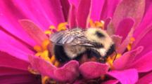 Bumblebee On Pink Flower, Exits