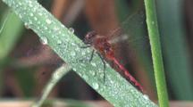 Dragonly, White-Faced Meadowhawk On Dew-Laden Grass Blade, Grooming