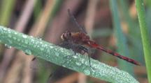 Dragonly, White-Faced Meadowhawk On Dewey Grass Blade, Grooming