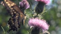 Giant Swallowtail Butterfly On Thistle Flower