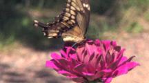 Giant Swallowtail Butterfly On Pink Zinnia Flower