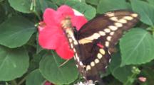 Giant Swallowtail Butterfly On Pink Impatiens Flower