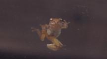 Northern Spring Peeper Clinging To Glass, Looking In