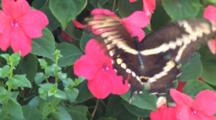 Giant Swallowtail Butterfly On Pink Impatiens Flower, Exits