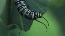 Monarch Caterpillar, Feeding Upside Down