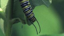 Monarch Caterpillar, Back Of Head, Feeding