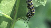Monarch Caterpillar, Chewing Through Tough Leaf Stem