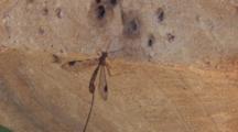 Ichneumon Wasp, Walking, Laying Eggs In Tree Stump