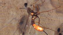 Ichneumon Wasps, One Laying Eggs, One Searching For Site