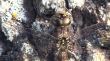 Dragonfly Resting On Tree Trunk, Close Up Of Face, Abdomen, Wing Supports