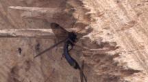 Ichneuman Wasp Searchng For Spot To Lay Eggs In Stump