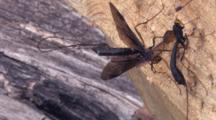 Ichneuman Wasp Laying Eggs In Stump,  Large Ovipositor, Another Wasp Enters