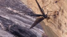 Ichneuman Wasp Laying Eggs In Stump,  Pushing Ovipositor Into Hole In Stump