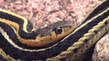 Three Eastern Garter Snakes, Together In Rock Pile, Resting