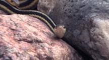 Three Garter Snakes, Together In Rock Pile, Z To Cu One Snake Face Looking At Camera