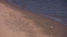 Piping Plover Chicks On Beach, Zoom To Parent Attending