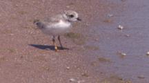Piping Plover Chick Cu On Beach, Near Water, Exits