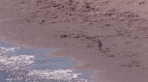 Piping Plover Chick On Beach, Hunting Near Surf