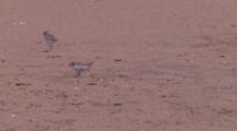 Piping Plover Chicks On Beach, Running, Feeding