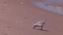 Piping Plover Chick On Beach Running
